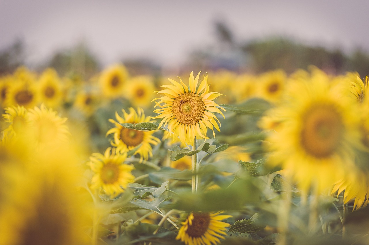 How to Use Manure in Your Garden the Eco-Friendly Way?